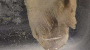 Media type: image;   Invertebrate Zoology 153118 Description: live specimen;